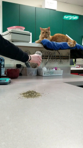 CATNIP CATMINT CAT MINT PURE CATMIN POWDER BIKIN FLY KUCING