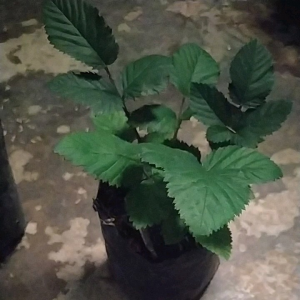 Bibit Strawberry Jumbo