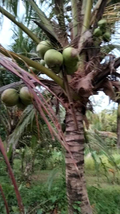 Bibit Kelapa Genjah: Pohon Pendek Berbuah