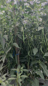 Benih Cabe Keriting HOT STAR F1 Tahan Virus Tahan Layu Tahan Antraknosa