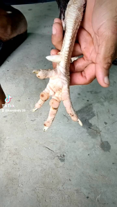 นวมสวมเดือยไก่ชนป้องกันไก่ตาบอดทำจากยางพารา