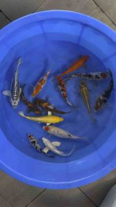 JAPAN KOI LOCAL BREED 5”-7”HAND PICK SET 12pcs at RM1688 only + shipping 50 + GIFTS ( Also free 1pc Long Fin koi )