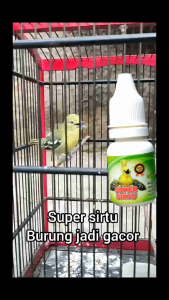 super sirtu penggacor seketika burung sirtu / cipow jadi gacor konslet
