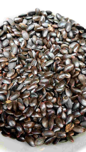 biji kedawung premium - ecer biji Kedawung super - biji kedawung kering - Dawung - biji Cipeundeuy