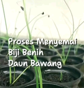 (KEMASAN PREMIUM) BIJI/BENIH DAUN BAWANG BATANG MERAH ( isi -+300 butir benih)