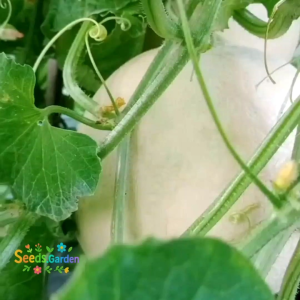 15 BUTIR BIJI / BENIH TANAMAN MELON PUTIH