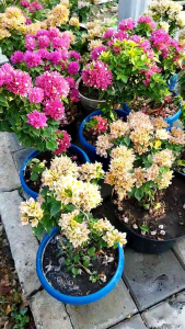 Tanaman Hias Bunga Bougenville ORI Soft Pink - Bunga Kertas Bugenville Pink