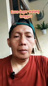 Essen Ikan Mas Doger Walang Tengiri 30 Spesialis Babon Rame Lomba Harian Dan Galatama