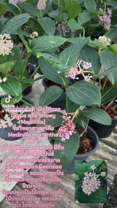 ไข่มุกอันดามัน หรือชื่อวิทยาศาสตร์คือ Medinilla myriantha Merr