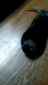 แฮร์พีช  ผมตรง สีดำ N1 แบบที่หนีบ