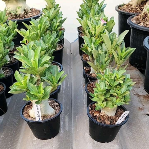 ชวนชมอรา ก็อตจิถังมน กระถาง 6 นิ้ว (Dorset Horn Adenium DHA)