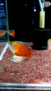 Blood Red Dwarf Lily/Ornamental fish/Freshwater/Readystock