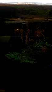 Forest Halfbeak/Ornamental fish/Freshwater/Readystock