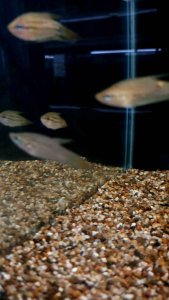 Croaking Gourami/Ornamental fish/Freshwater/Readystock