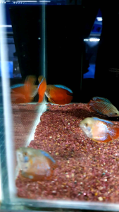Dwarf Gourami/Ornamental fish/Freshwater/Readystock