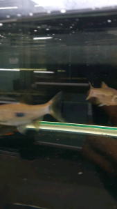 Two Spot Rasbora/Rasbora Elegans