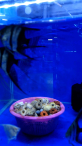 Half Black Angelfish /Ornamental fish/Freshwater/Readystock