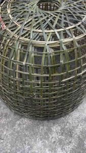 สุ่มลูกไก่ชนเล็ก. ไม่มีขนเสี้ยนพร้อมส่ง