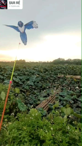 Diều cần câu 30cm  Cho Bé Họa Tiết Hoạt Hình Dễ Thương Kèm Cần Câu Và Dây Thả 50m