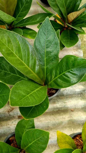 เงินหนา เศรษฐีเงินหนา ใบแหลม โชคดี ร่ำรวย ไม้มงคล ส่งพร้อมกระถาง