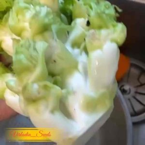 [Virladia Seeds] Biji Benih tanaman kubis Baby Wawacai