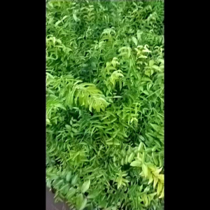 Paket Anting Putri 10 Pohon Tinggi 50 cm Up Hasil Semai