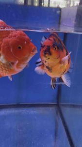 CHINA ORANDA GOLDFISH 19/20cm JUMBO SIZE  888 per fish + shipping 50