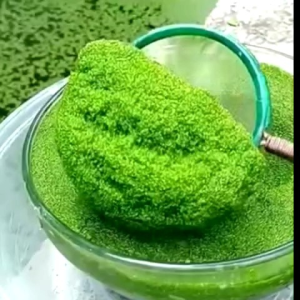 Wolffia Segar Fresh 1KG Super Padat Pakan Organik & Media Budidaya Packing Thinwall