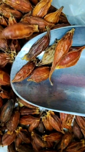 เม็ดพุดจีน เม็ดพุด ลูกพุดจีน ขนาด 10  กรัม