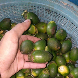 Buah Pinang Buah Jambe Muda Segar 1kg