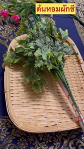 ผลิตจากพลาสติค ผักปลอม โมเดลต้นหอมผักชีปลอม - ราคาต่อ1กำ