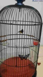 PAKET GACOR ROTOR + NEKTAR REDZONE - SUPLEMENT VITAMIN PAKAN BURUNG SOGON KOLIBRI PLECI