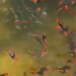 (Xả Trại) combo 10 tặng 2 bé cá 7 màu KOI ĐEN SHORK size sinh sản trang trí hồ cá cảnhbắt theo cặp trống mái bảo hành vận chuyển toàn Quốc