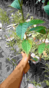 Terlaris COD ( Jika BELI 3 GRATIS 1 ) BIBIT SUKUN SUPER MADU MURAH HASIL STEK BATANG BIBIT SUKUN JUMBO - Bibit Tanaman Buah Sukun Terlaris Tinggi 40cm-60cm - Bibit Sukun Madu Jumbo Stek Lebih Cepat Berbuah