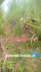 JARING BURUNG PRENJAK TAMU JARING 10 SIAP PAKE JARING BURUNG KECIL SIAP PAKE JARING BURUNG PRENJAK ATAS JARING BURUNG KECIL JARING MURAH JARING