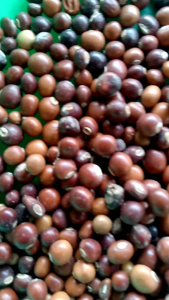 PROMO BENIH ECER KECIPIR UNGU SUPER 200 BIJI TERLARIS DAN TERMURAH