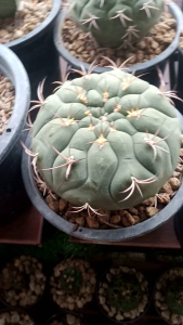 ยิมโนหนังช้าง กระถาง 6 นิ้ว