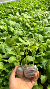 ( banyak pilihan ) bibit polybag terong ungu panjang siap tanam mudah untuk tumbuh