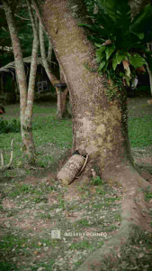 Tas Anjat Rotan Khas Dayak Kalimantan: Tas Ransel Handmade