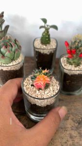 Mini terarium kaktus hidup pot kaca