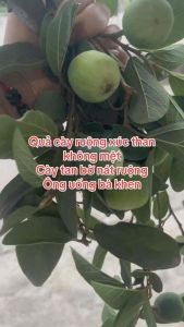 Trà trâu cổ ( Vương bất lưu hành)