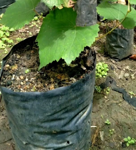 (KEMASAN PREMIUM) BIJI/BENIH TANAMAN ANGGUR HITAM IMPORT (isi -+15 butir)