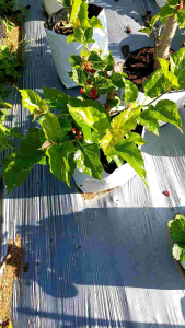 ต้นหม่อนเบอร์รี่ หรือมัลเบอรี่ ต้นใหญ่รากแน่น พร้อมลงดิน พันธุ์เชียงใหม่60 ขนาดความสูงลำต้น 60-80 cm.( แถมปุ๋ยบำรุงต้นบำรุงใบ )