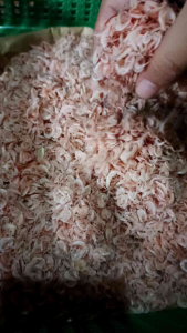 ikan rebon asin super murah