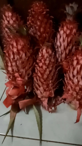Buah nanas merah nanas muda nanas hutan nanas sabrang segar BELI DUA GRATIS 1