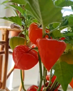 15 BUTIR BIJI/BENIH RED GOOSEBERRY | CIPLUKAN MERAH