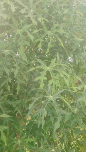 Keratan Batang Pokok Chaya (Ajinomoto) 12 pcs mudah ditanam sesuai untuk kebun rumah