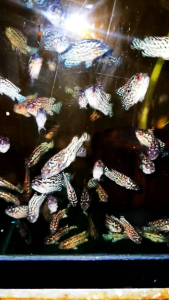 NEW STOCK COMING..2pcs 1 set...1~1.5inch VVIP KING KAMFA FLY COMING...Random selection..full body pearl.. colour red.. limited stock... SIAPA CEPAT DIA... OFFER 📢 2只一组新鱼到!期待已久!新鲜热辣!热腾腾!#精选出来珠满满的泰金花靓仔又驾到! 起头率高!识货者要快手!数量有限!先汇款先得到!