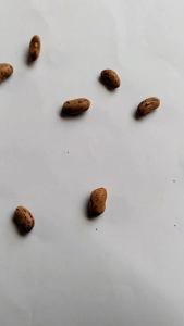 Benih kacang merah lurik isi 100 butir  Bibit kacang merah lurik