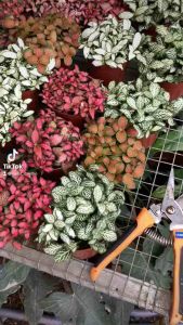 Cây cẩm nhung hay lá may mắn